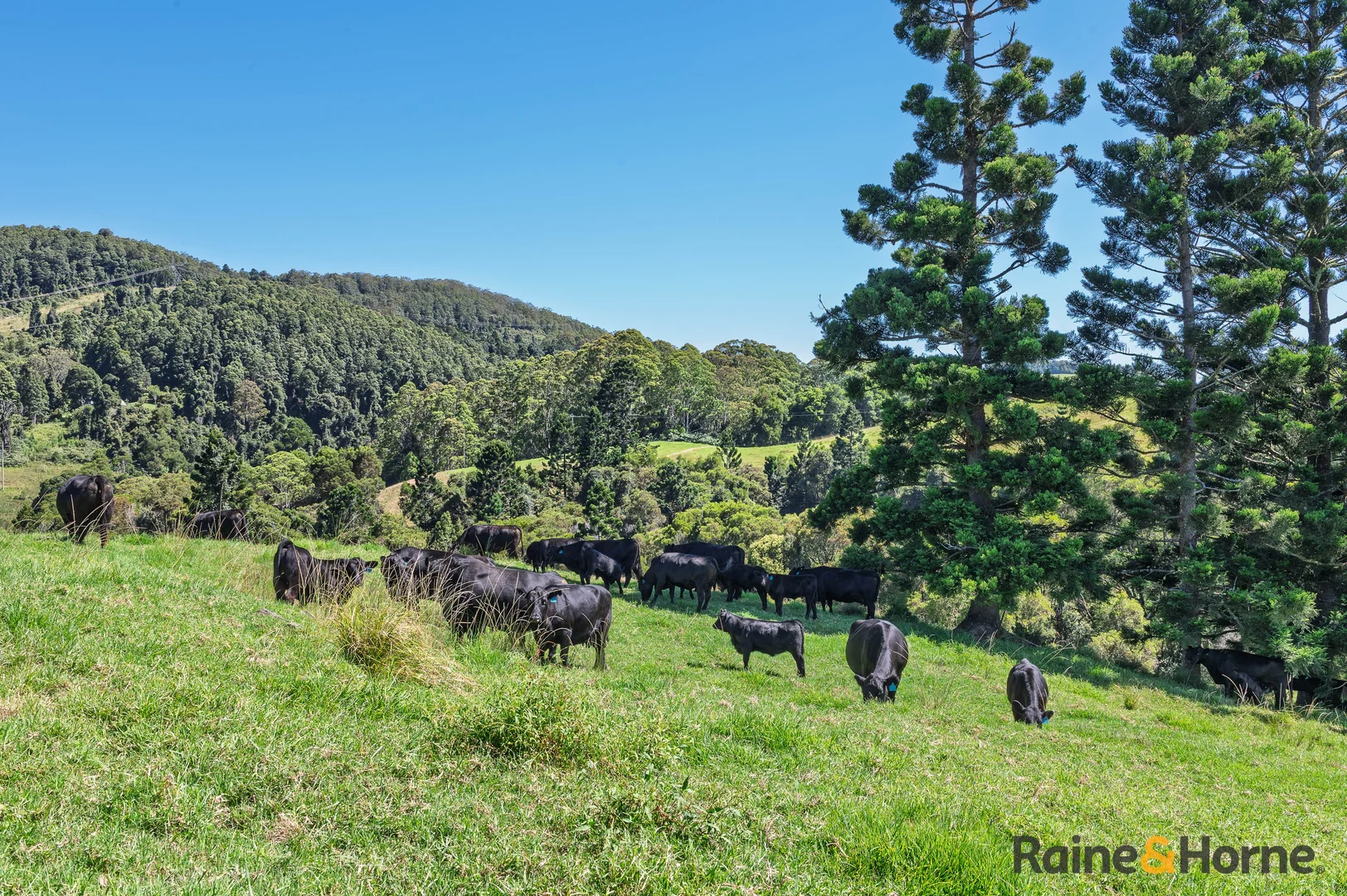 Additional image 6 of 1691 Coramba Road, Megan NSW 2453