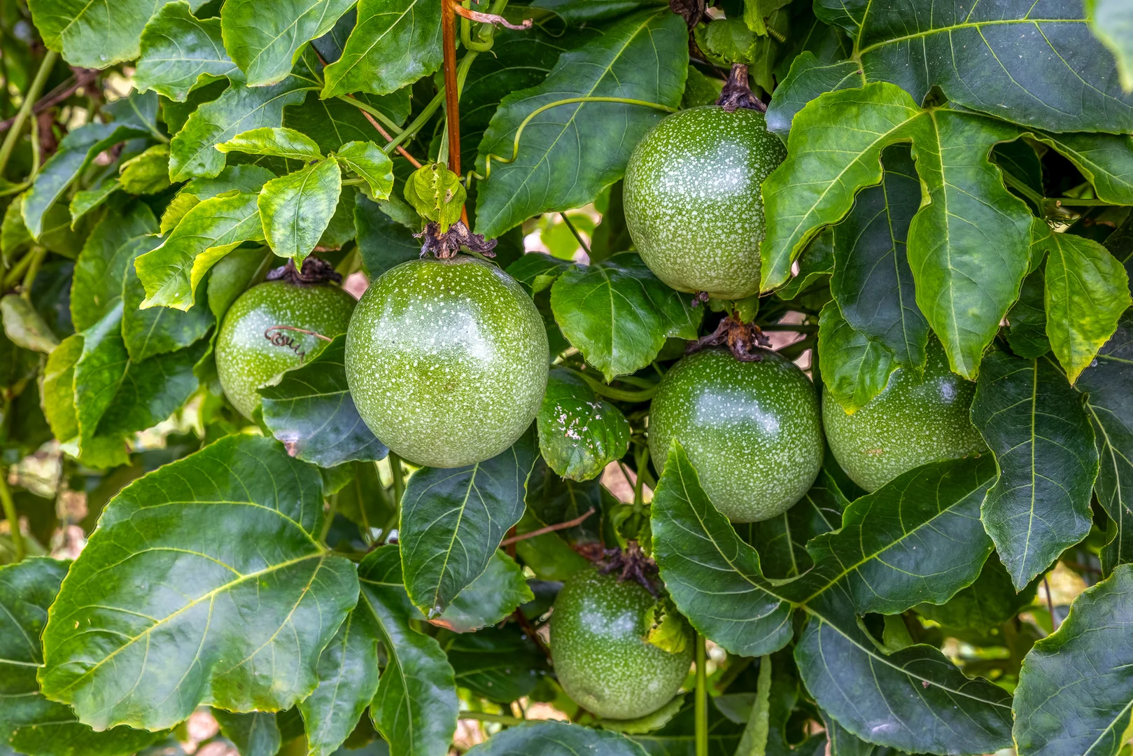 Additional image 46 of 86 Simpsons Road, Bullyard QLD 4671