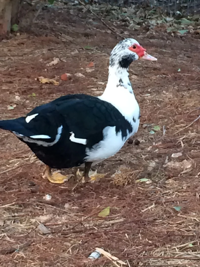 Additional image 18 of 12 Bruckner Street, Boonah QLD 4310