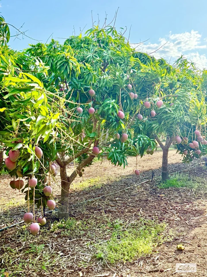 Additional image 19 of 80 & 100 Russ Road, Tumbling Waters NT 0822