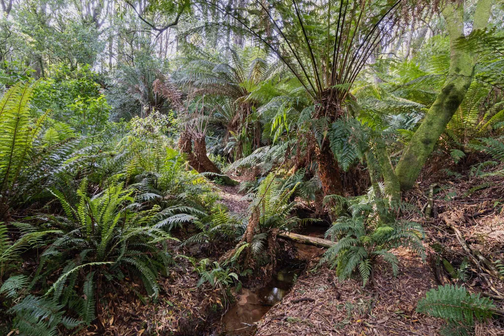 Additional image 4 of 5 Pound Road, Beech Forest VIC 3237