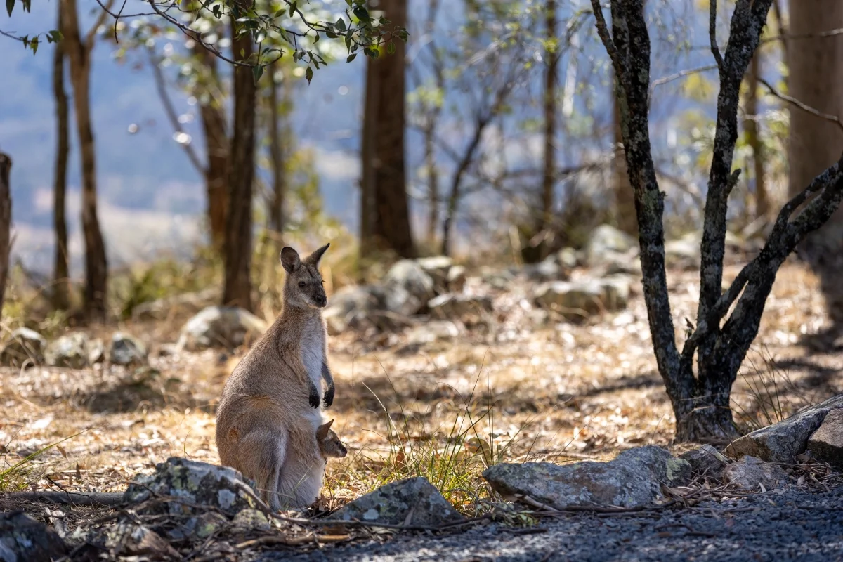 Additional image 16 of 586 Moonabung Road, Vacy NSW 2421
