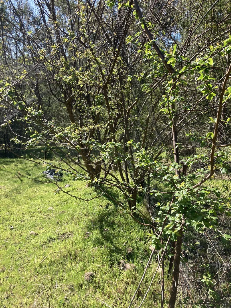 Additional image 26 of 138 Elliot Road, Valencia Creek VIC 3860