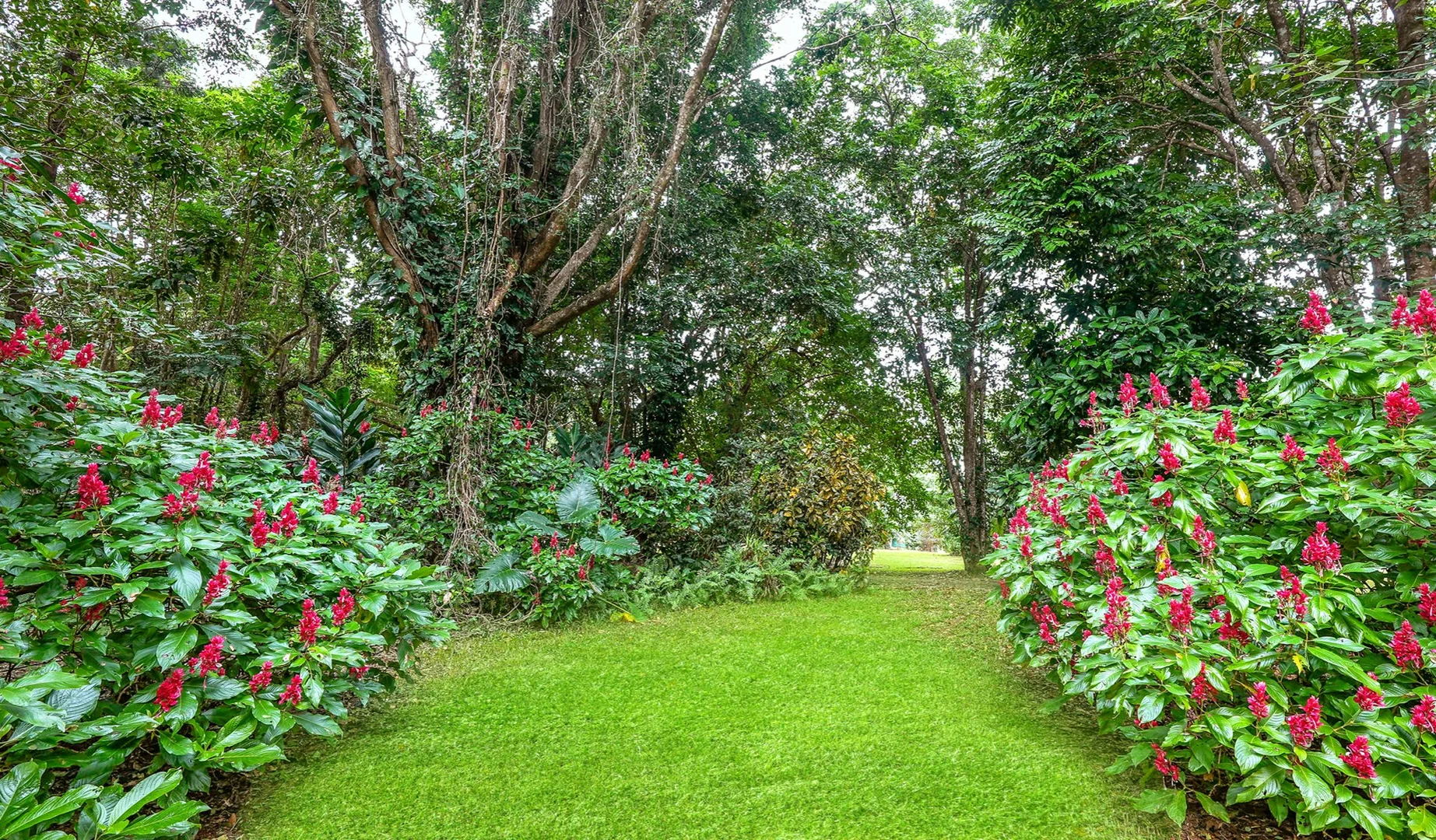 Additional image 16 of 257 Cape Kimberley Road, Daintree QLD 4873