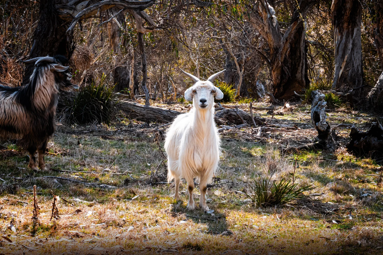 Additional image 7 of 42 Outpost Road, Yaouk NSW 2629