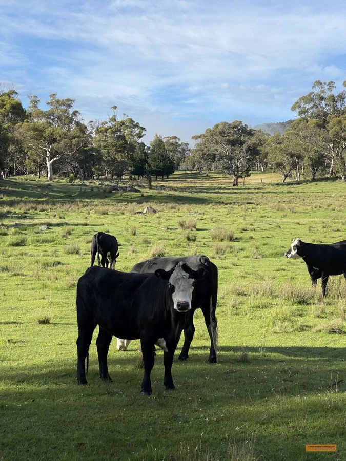 Additional image 39 of "Jimmy Doo" 404 Westons Road, Crackenback NSW 2627
