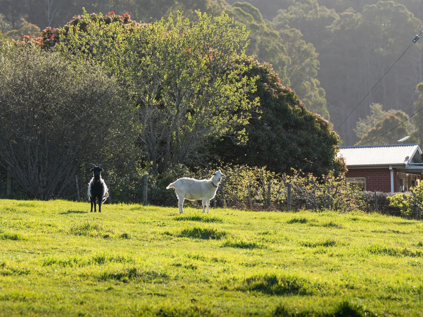 Additional image 12 of Lot 0 Goss Road, Railton TAS 7305