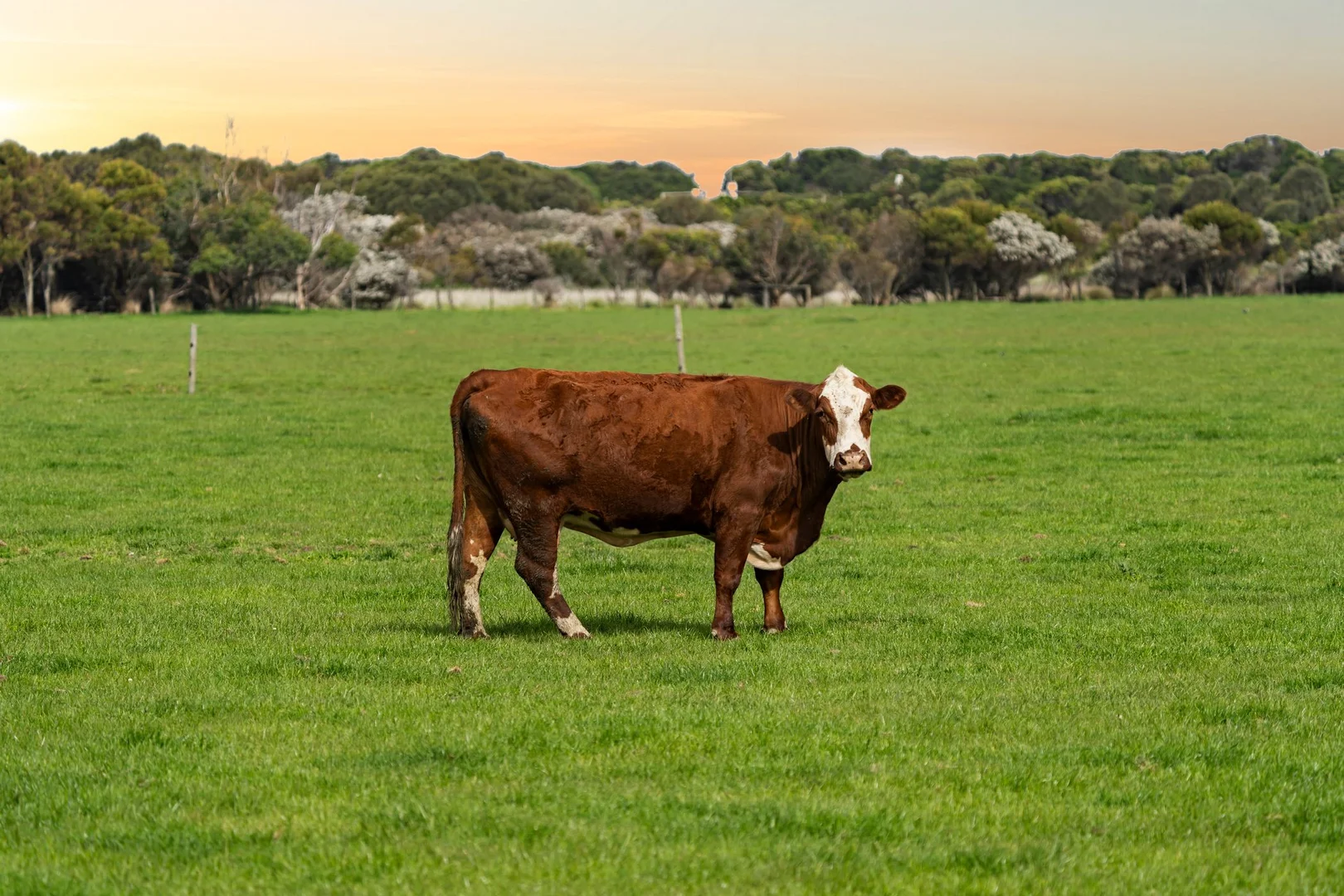 Additional image 13 of 80 Great Ocean Road, Apollo Bay VIC 3233