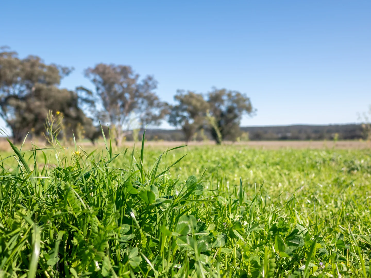 Additional image 11 of 1559 Digilah Road, Dunedoo NSW 2844