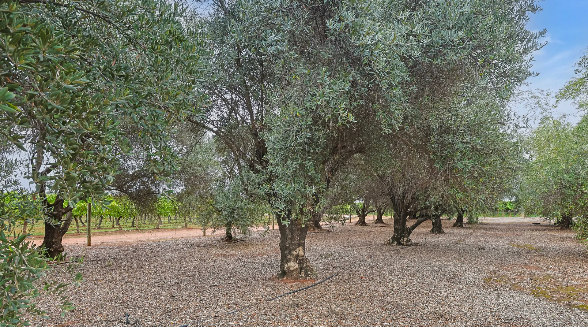 Additional image 26 of 200 Cowra Avenue, Nichols Point VIC 3501