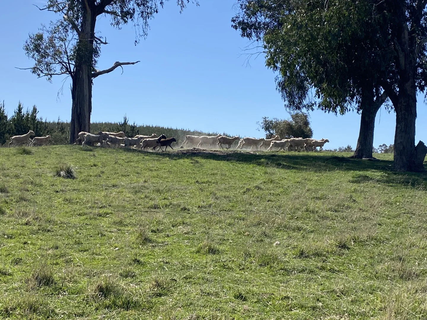 Additional image 9 of 2585 Burraga Road, Burraga NSW 2795