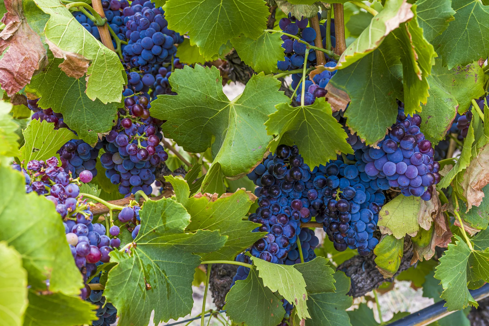 Additional image 44 of 301 Padbury Avenue, Millendon WA 6056