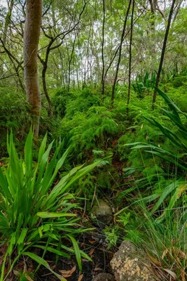 Additional image 31 of 25 Goldsmith Road, Somersby NSW 2250