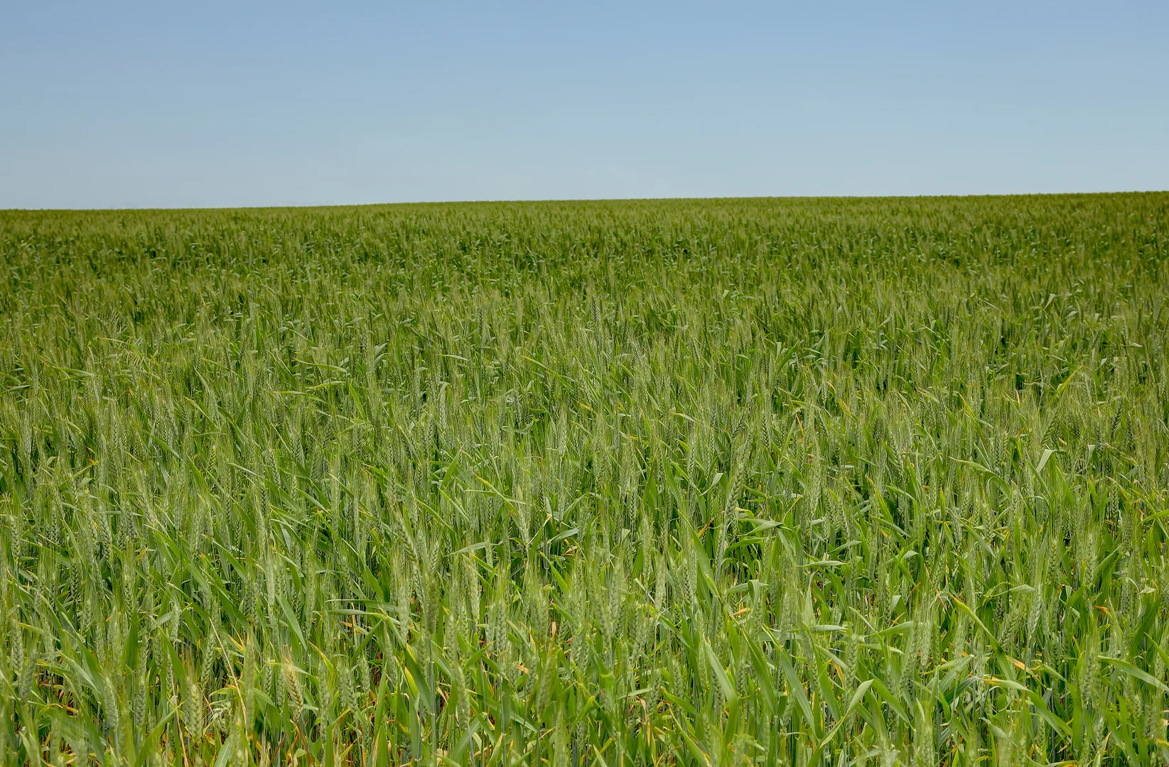 Additional image 8 of 84 Lovegrove Lane, Whites Flat SA 5607