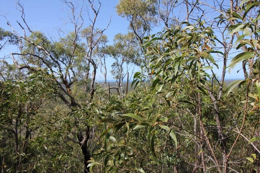 Additional image 32 of 492 Capricornia Drive, Deepwater QLD 4674