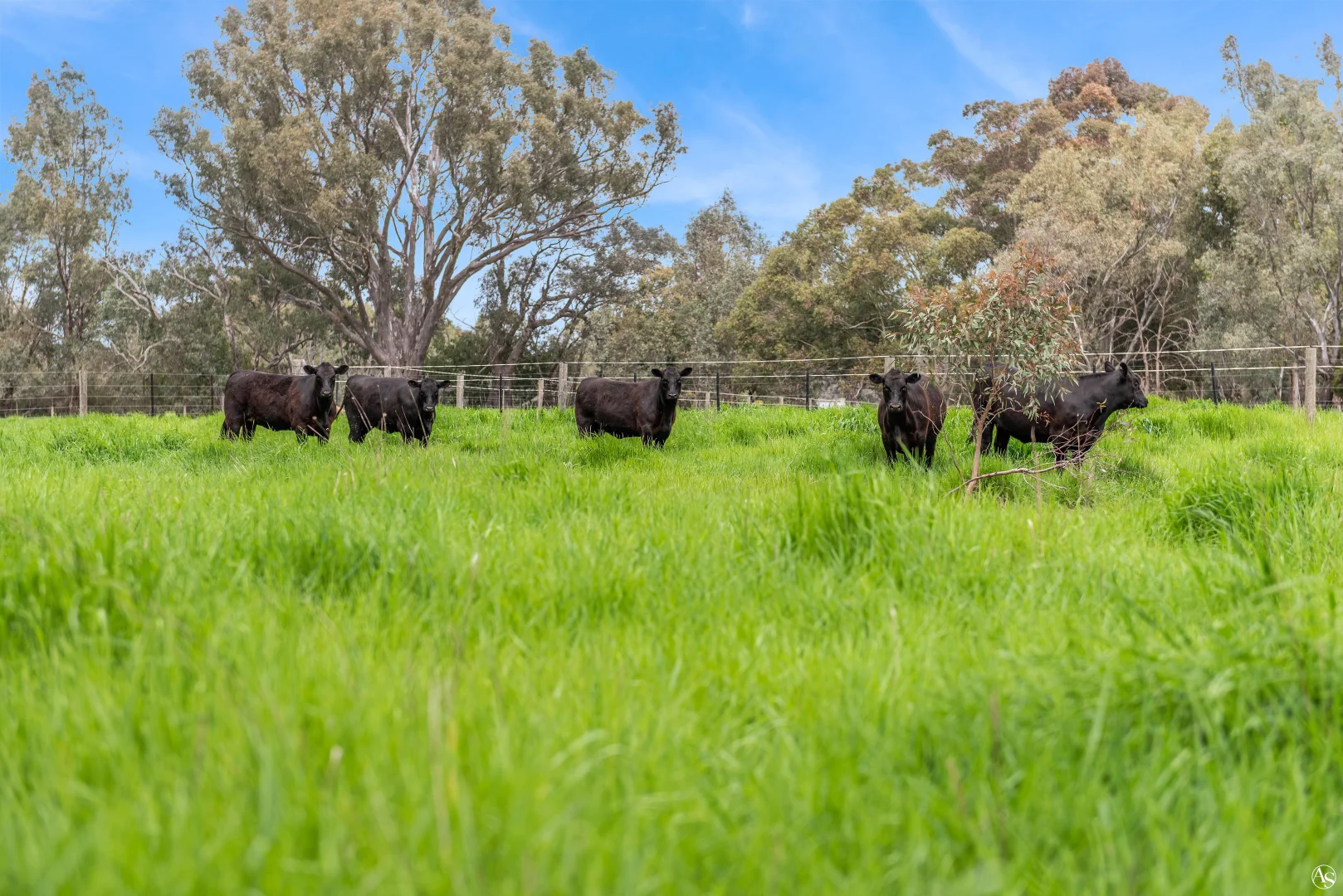 Additional image 28 of 543 Benalla-Tatong Road, Benalla VIC 3672