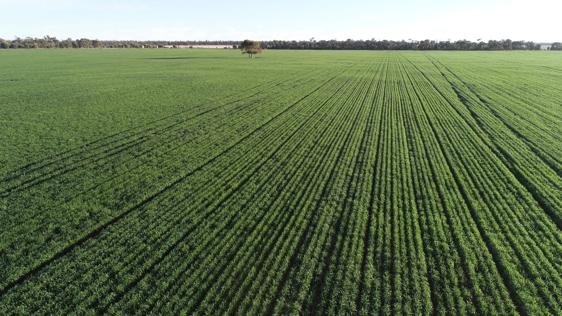 Additional image 13 of "Arrowfield"  648 Spinks Road, Goondiwindi QLD 4390