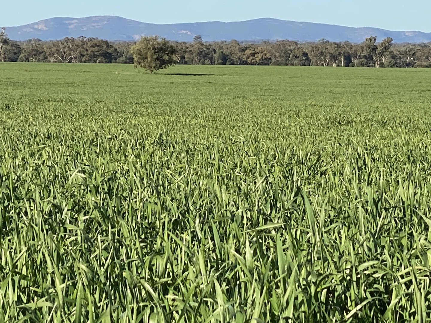 Additional image 7 of 492 Eremeran Road, Condobolin NSW 2877