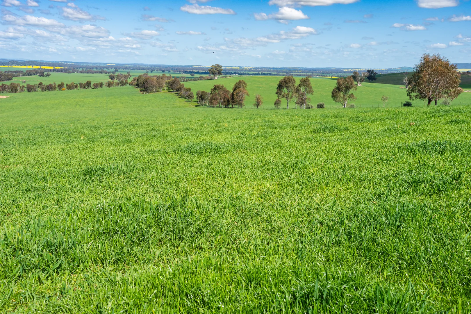 Additional image 2 of 413 Reynella Road, Walbundrie NSW 2642