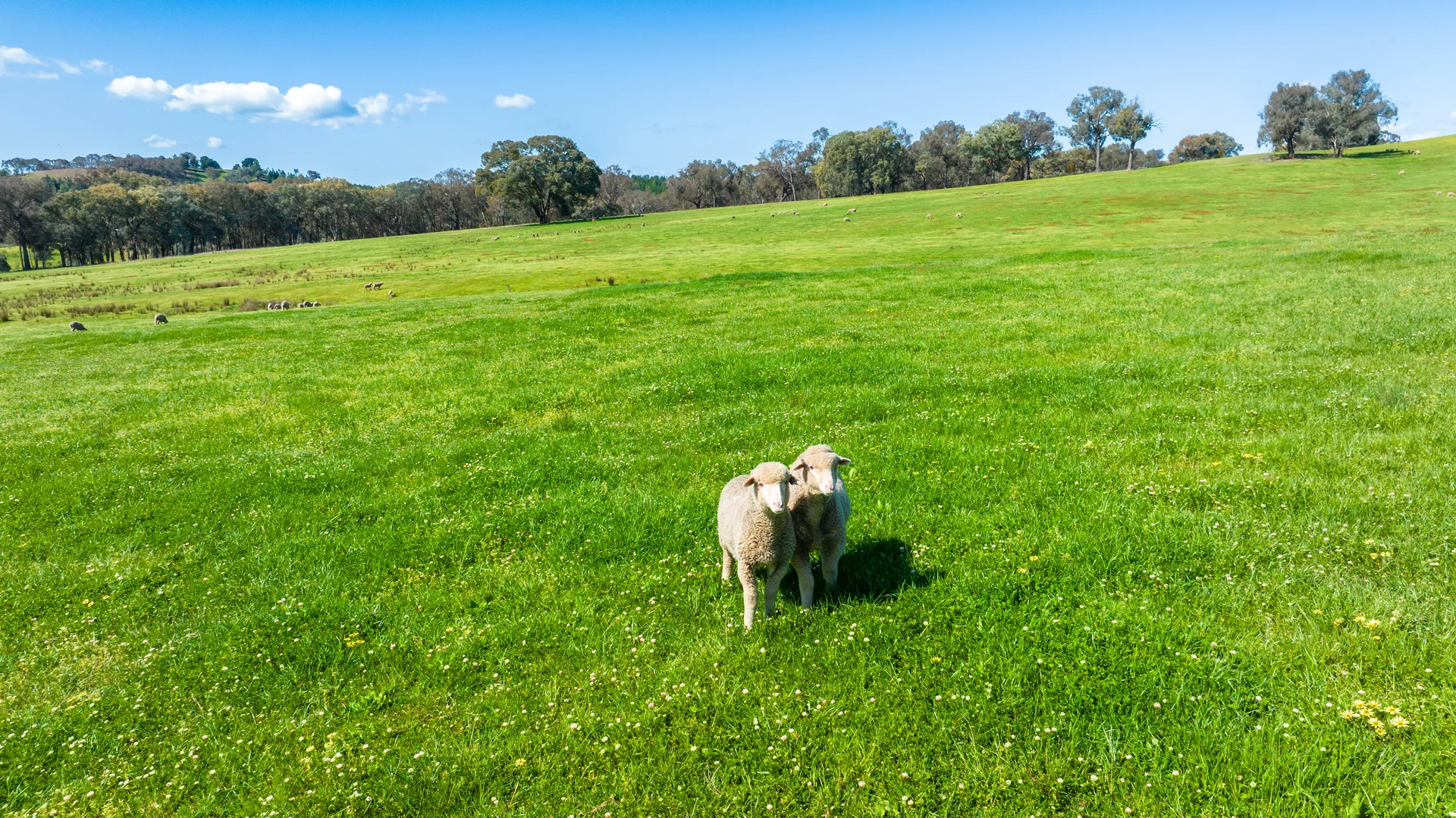 Additional image 22 of 13759 Hume Highway, Mullengandra NSW 2644