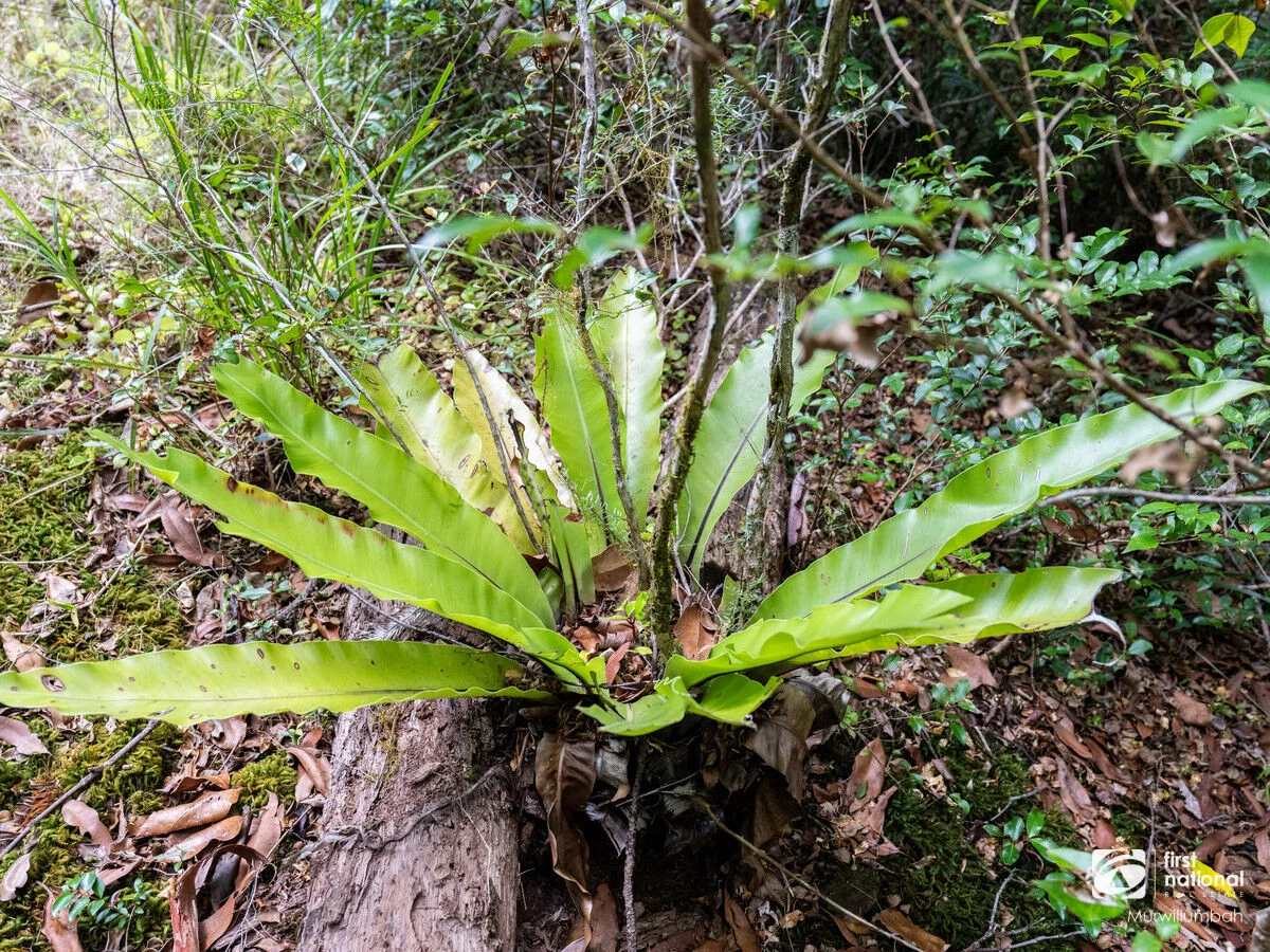 Additional image 30 of 563 Commissioners Creek Road, Commissioners Creek NSW 2484