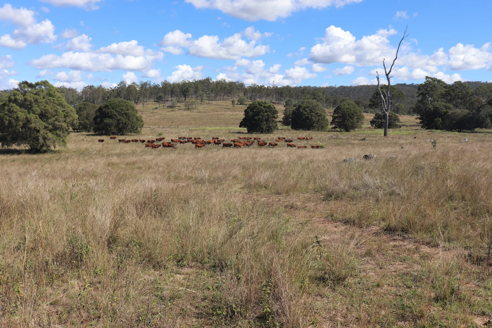 Additional image 3 of 789 Coppin Road, Mungungo QLD 4630