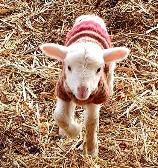 Additional image 84 of 1124 WARKTON ROAD, Coonabarabran NSW 2357