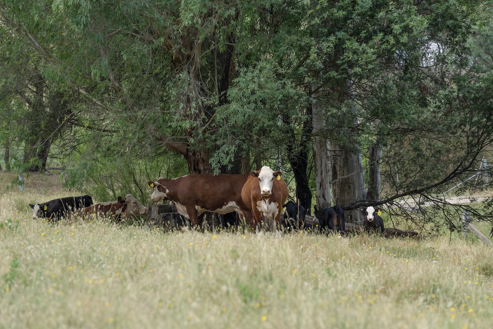 Additional image 31 of 45 Settlers Lane, Myrtleford VIC 3737