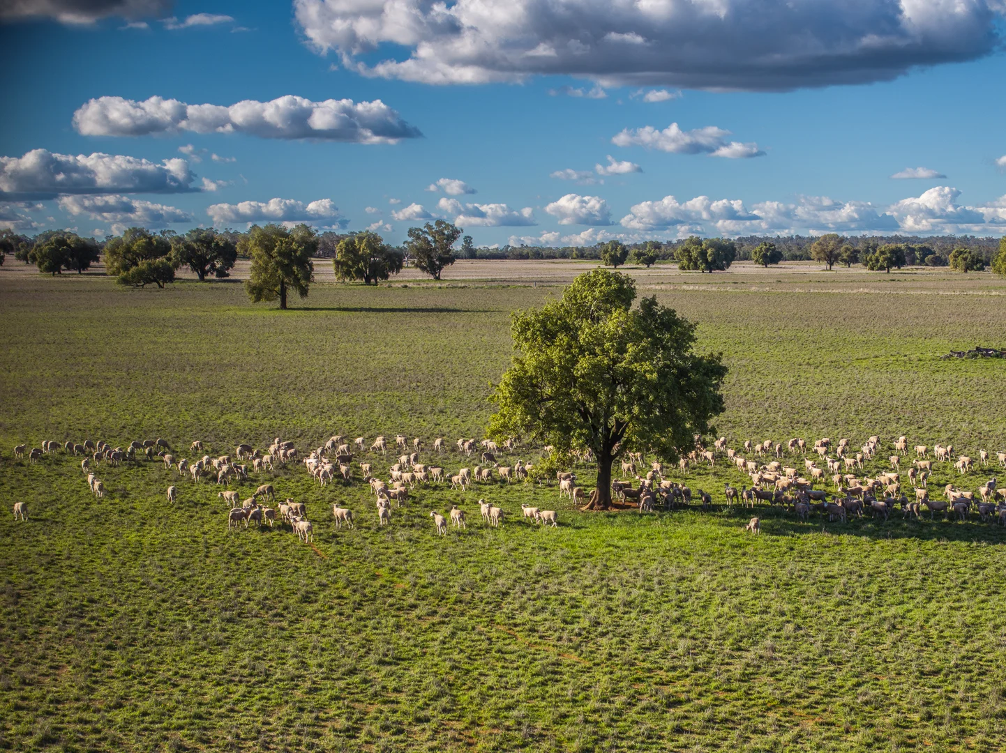 Additional image 8 of Ashford Heath 47 Adios Lane, Bogan Gate NSW 2876