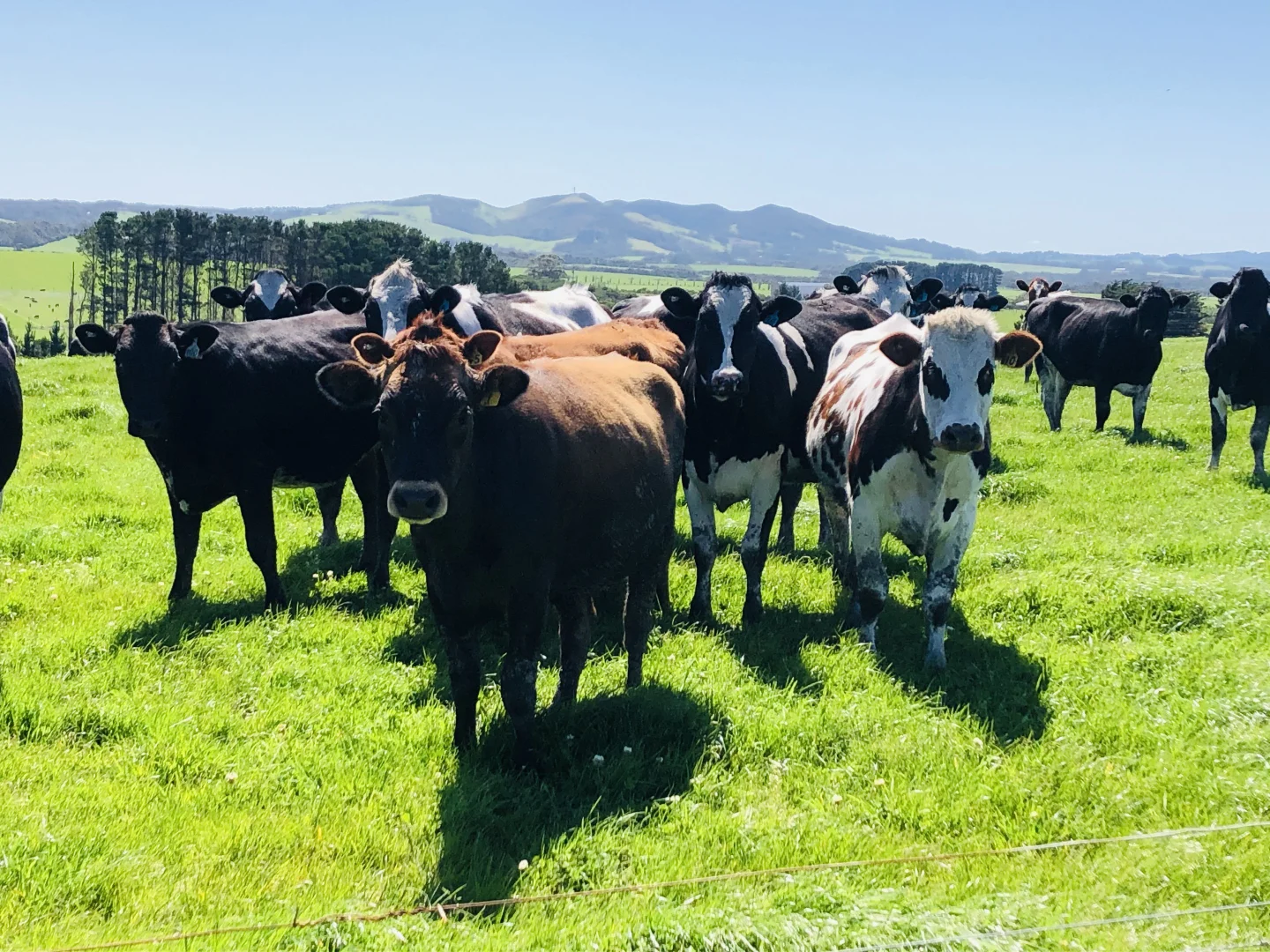 Additional image 17 of 2988 Meeniyan-Prom Rd, Yanakie VIC 3960