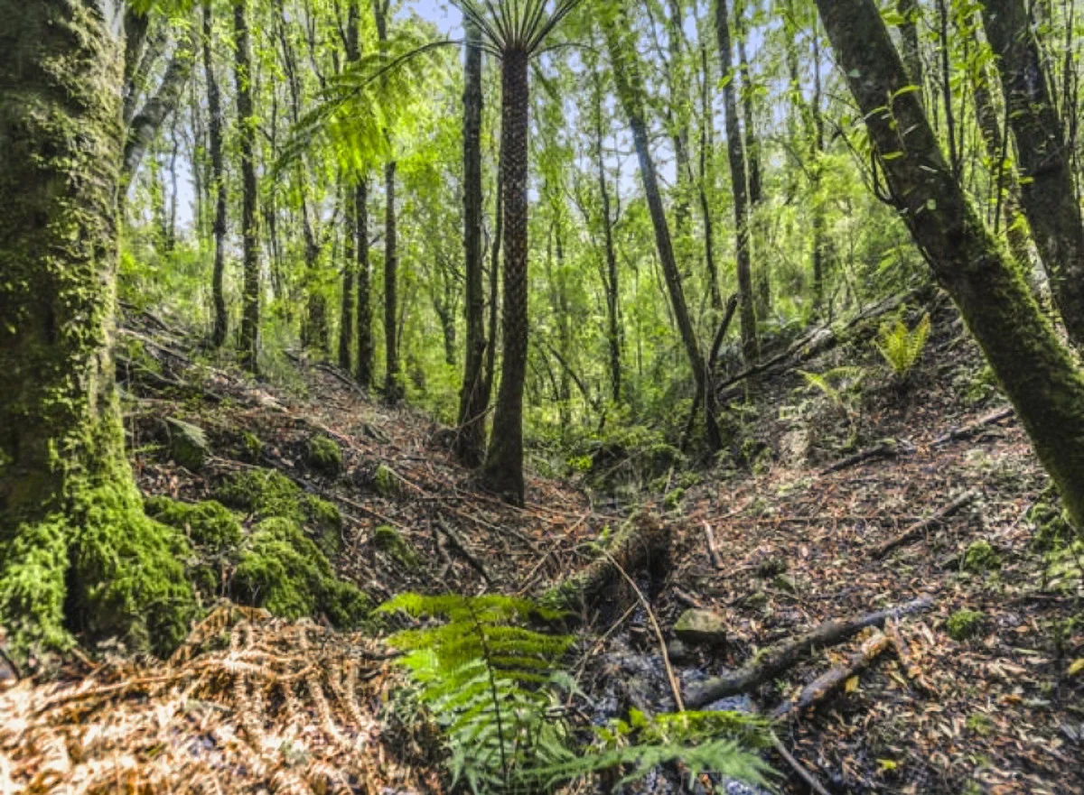 Additional image 16 of 675 Skenes Creek Road, Skenes Creek North VIC 3233