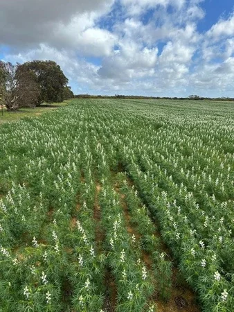 Additional image 21 of 1105 Coorow-Greenhead Road, Coorow WA 6515