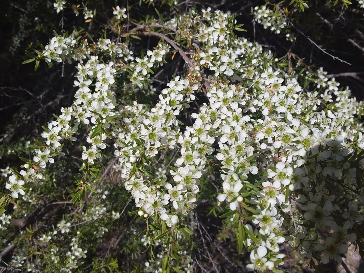 Additional image 29 of 1534 Duncans Creek Road, Duncans Creek NSW 2340