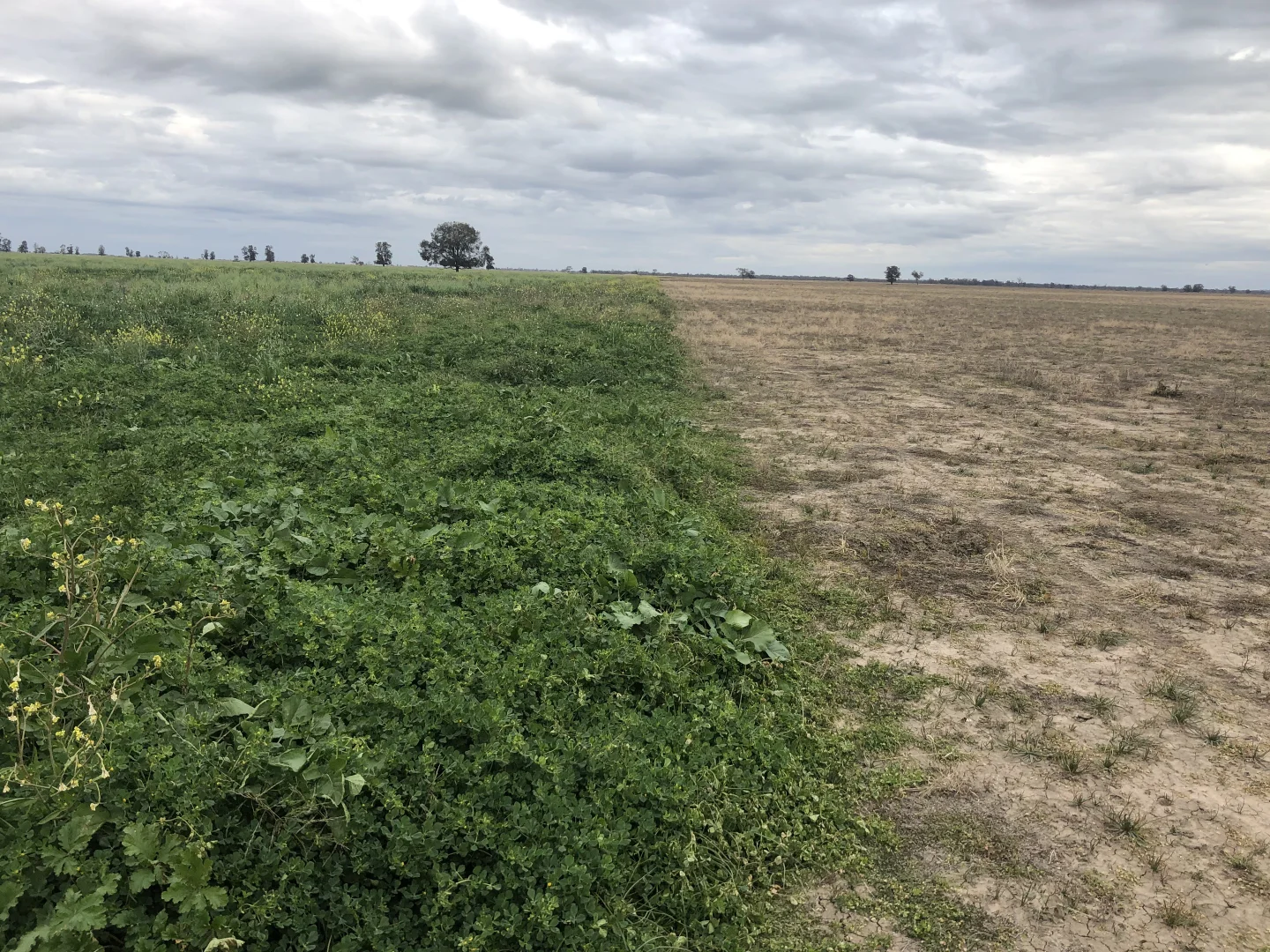 Additional image 21 of Forbes NSW 2871