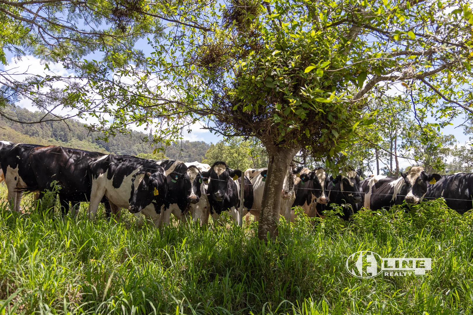 Additional image 8 of 27 Scrubby Creek Road, Conondale QLD 4552