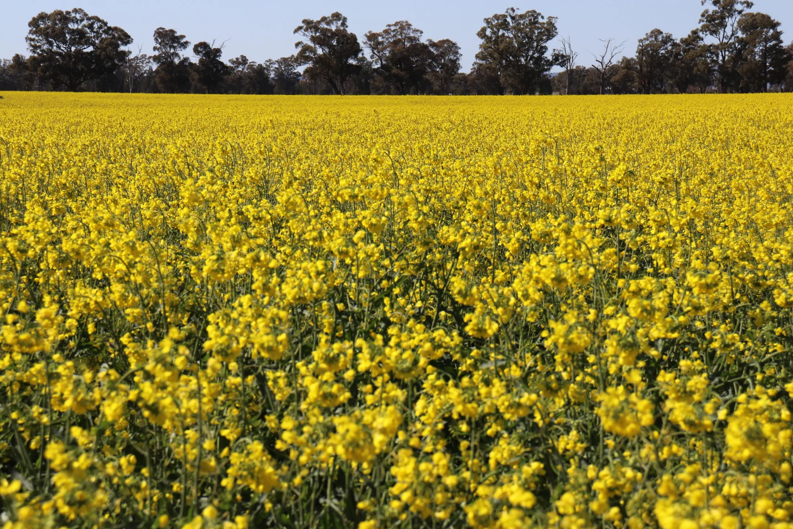 Additional image 10 of 2459 The Bogan Way, Parkes NSW 2870
