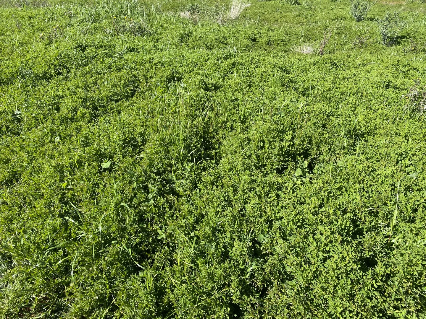 Additional image 8 of 492 Eremeran Road, Condobolin NSW 2877