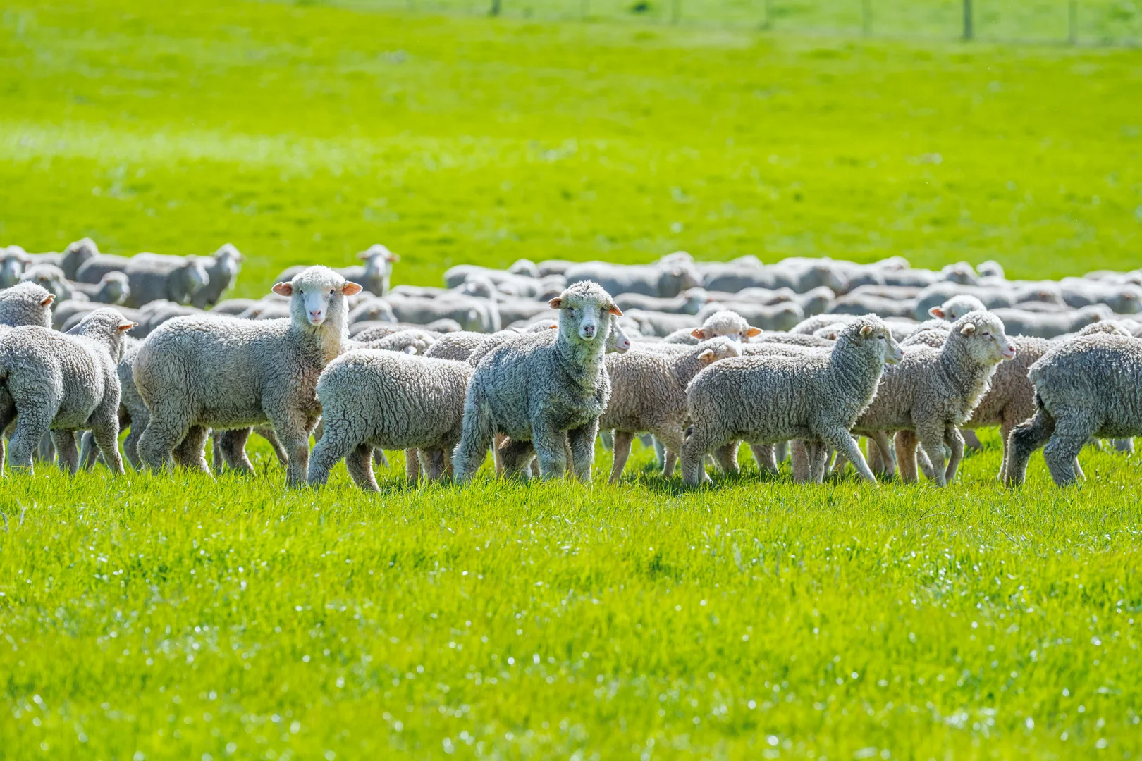 Additional image 3 of 1510 Culcairn Holbrook Road, Morven NSW 2660