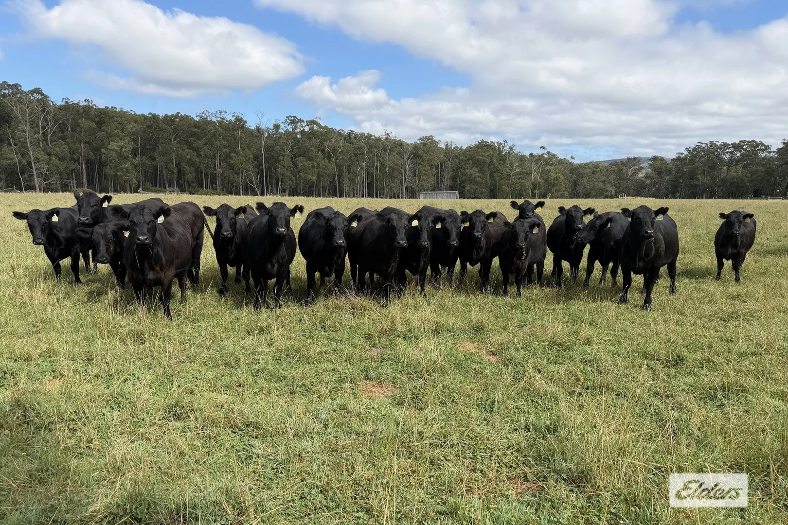 Additional image 11 of 1143 Hedley Range Road, Binginwarri VIC 3966