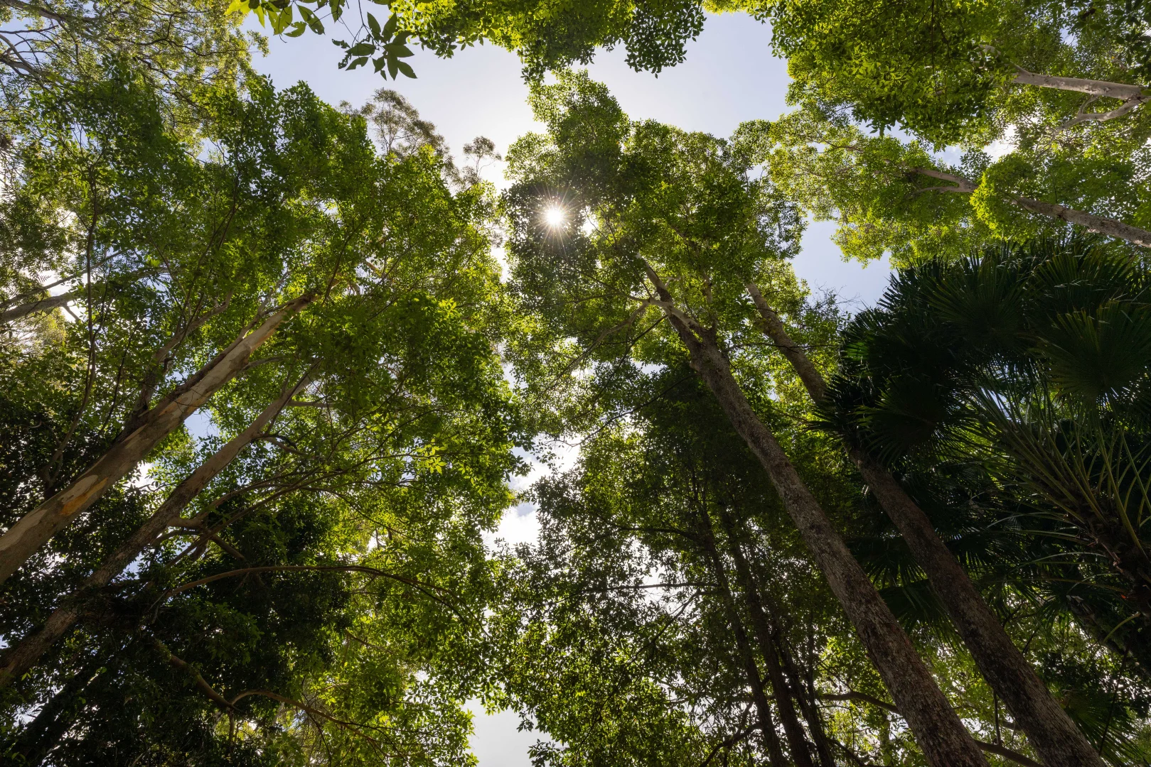 Additional image 31 of 272 Ringtail Creek Road, Ringtail Creek QLD 4565