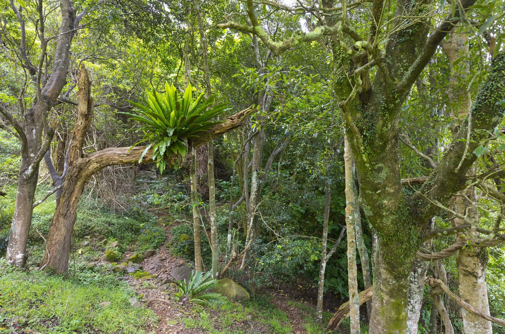 Additional image 13 of 'DJAWULA' Lot 2022 Wilsons Road, Saddleback Mountain NSW 2533