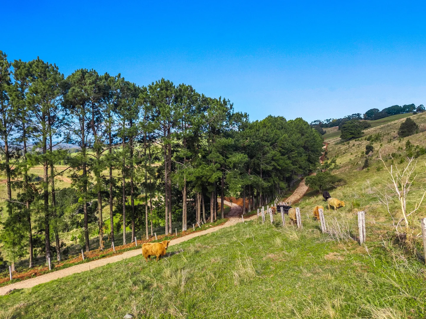 Additional image 8 of 28 Coolamon Scenic Drive, Coorabell NSW 2479
