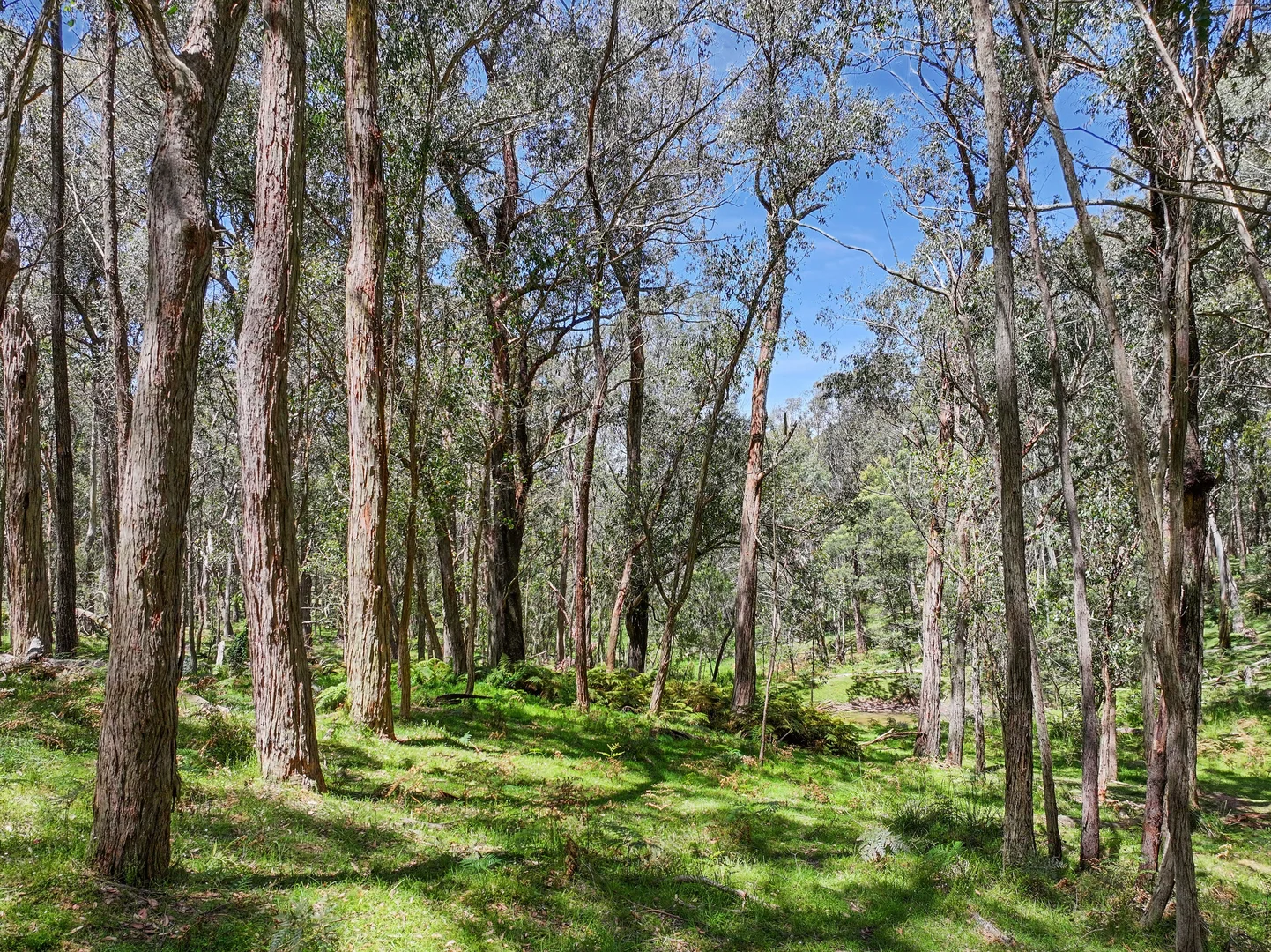 Additional image 22 of 12 Bluebell Road, Braidwood NSW 2622