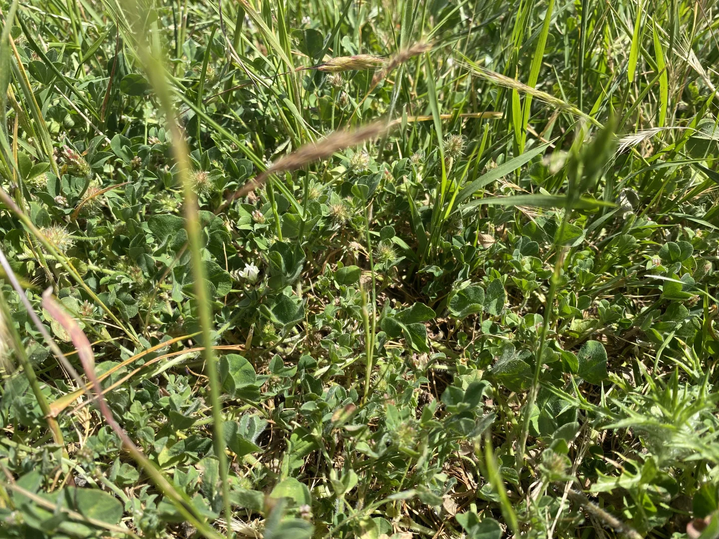 Additional image 22 of 250 Emu Creek Road, Canowindra NSW 2804