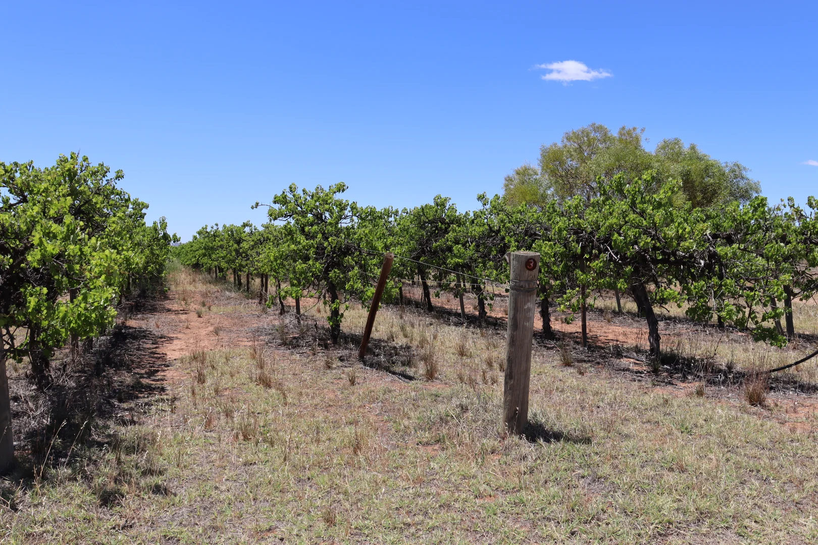 Additional image 19 of 73 Garrett Road, Glossop SA 5344