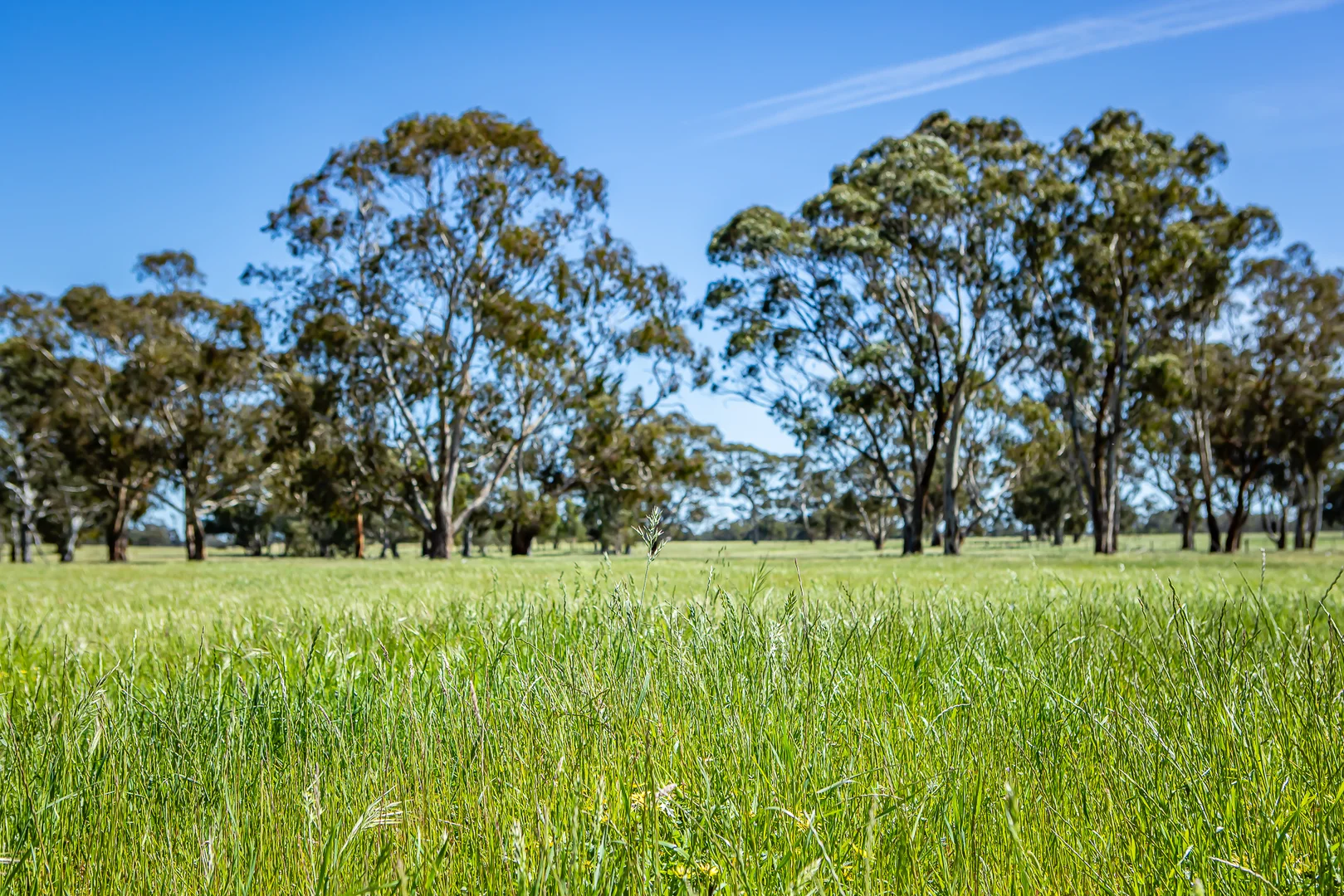 Additional image 5 of 520 Walkington Hills Road, Bangham SA 5268