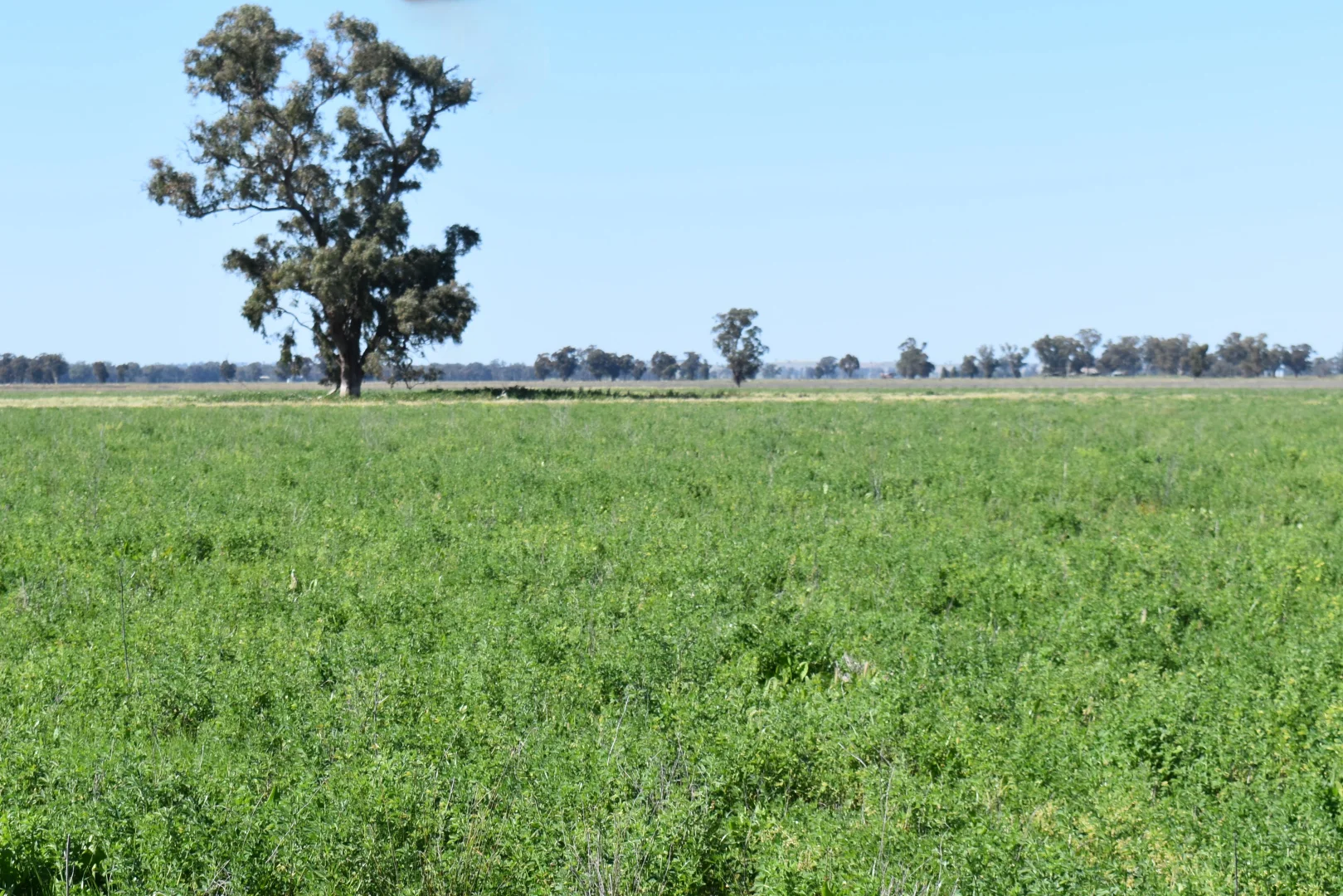 Additional image 3 of 1715 The Bogan Way, Forbes NSW 2871