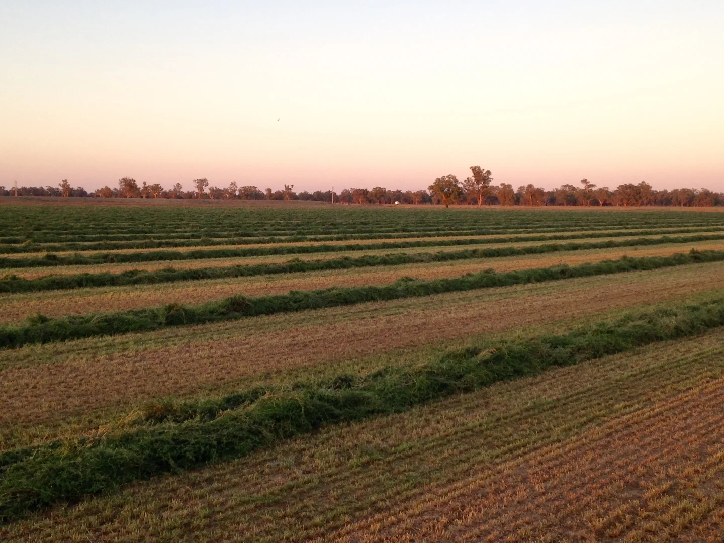 Additional image 43 of 8065 Lachlan Valley Way, Forbes NSW 2871