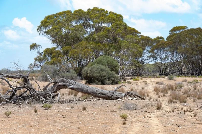 Additional image 3 of Sections 3 Murraylands Road, Blanchetown SA 5357