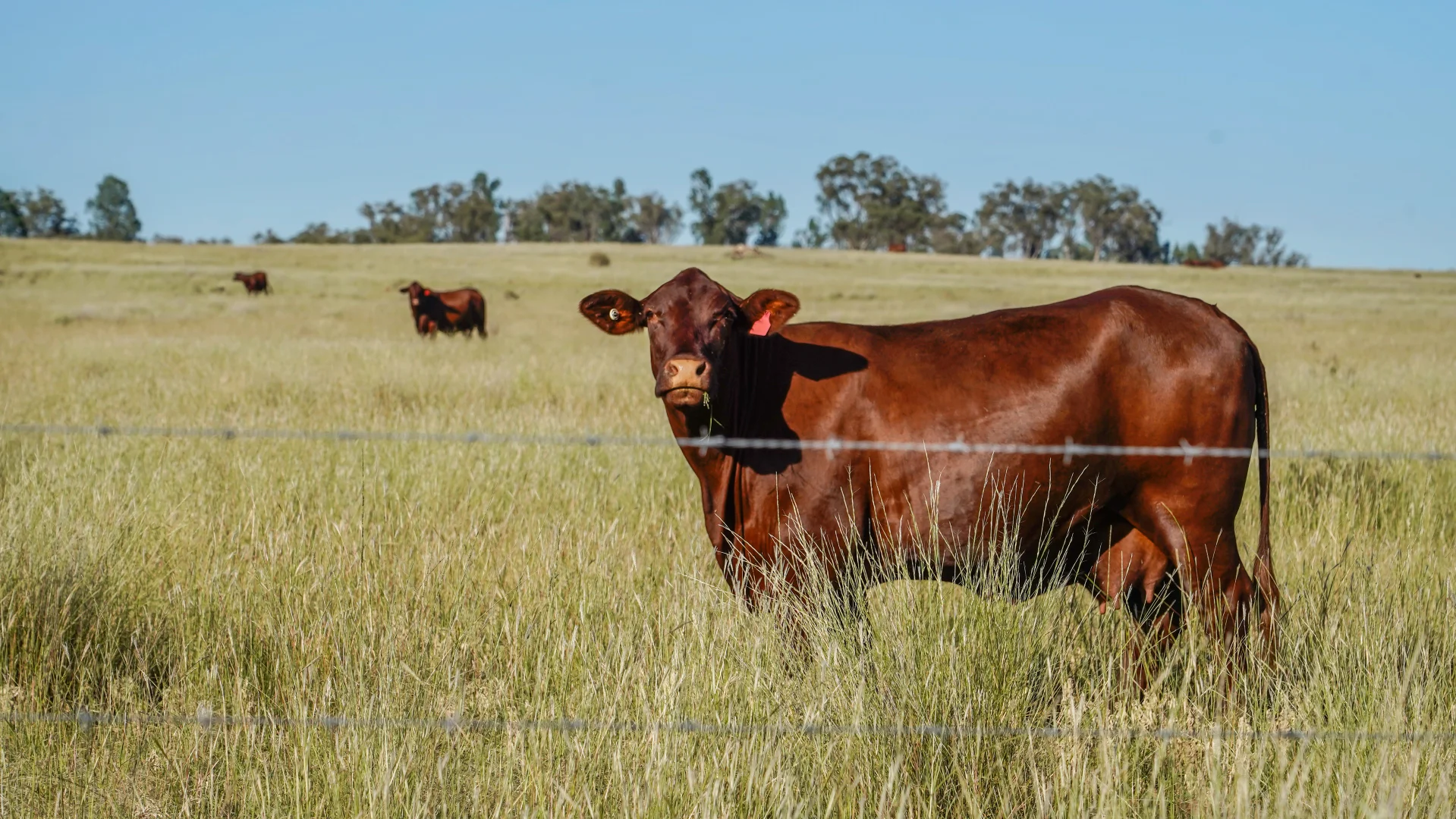 Additional image 22 of 23r Mitchell Creek Road, Dubbo NSW 2830